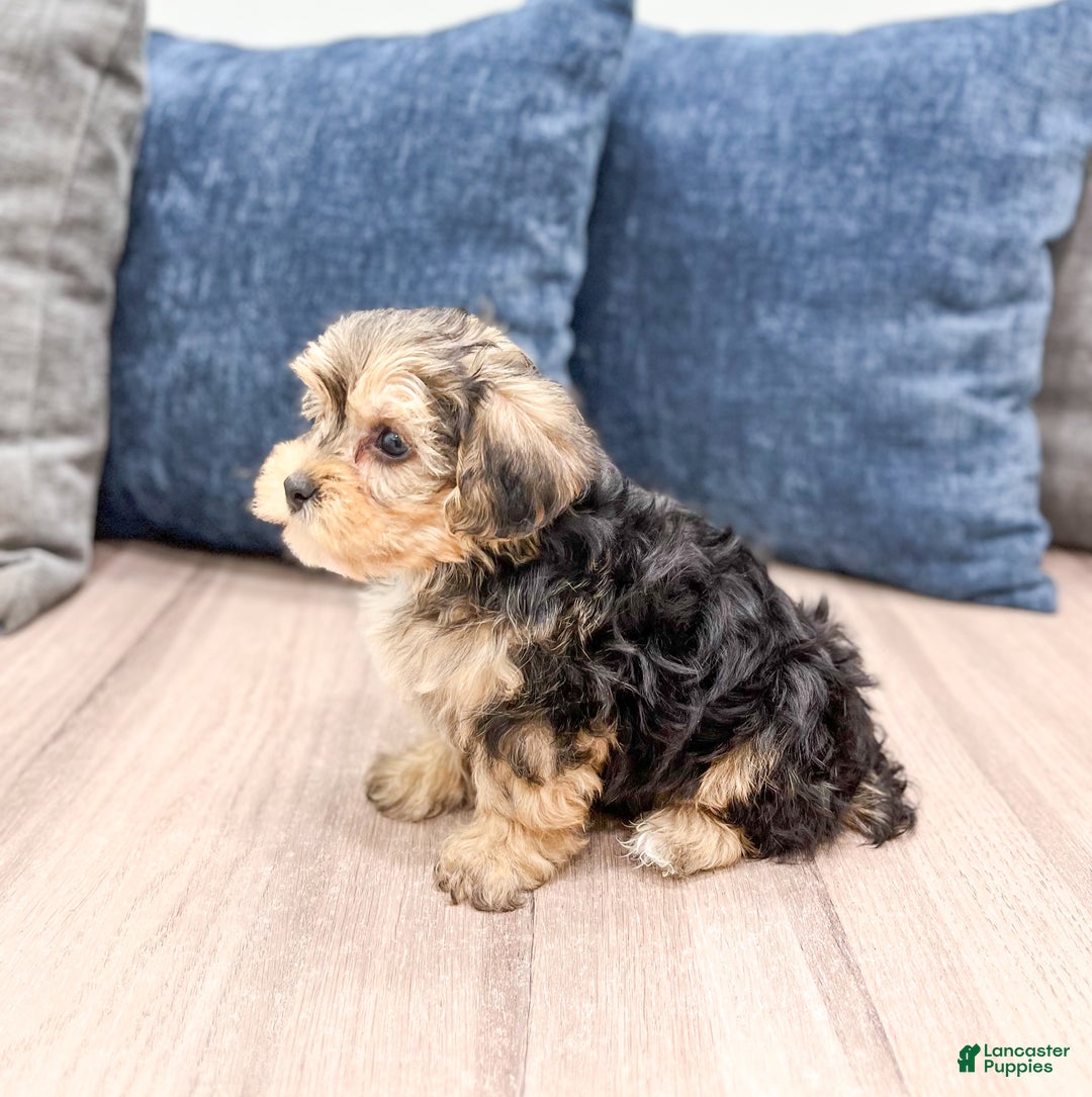 Yorkiepoo dogs for sale: Dexter - Ad 4