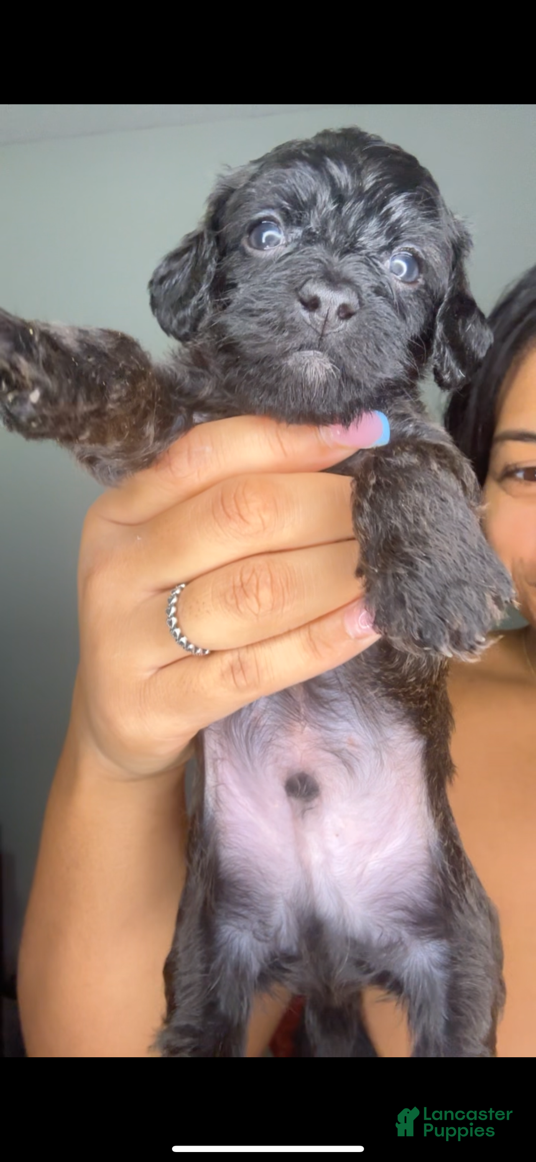 Mixed Breed dogs for sale: Fareed - Ad 1