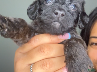 Mixed Breed dogs Fareed - Ad 27