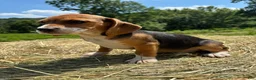 Beagle dogs for sale: Beagle 4 - Ad 5