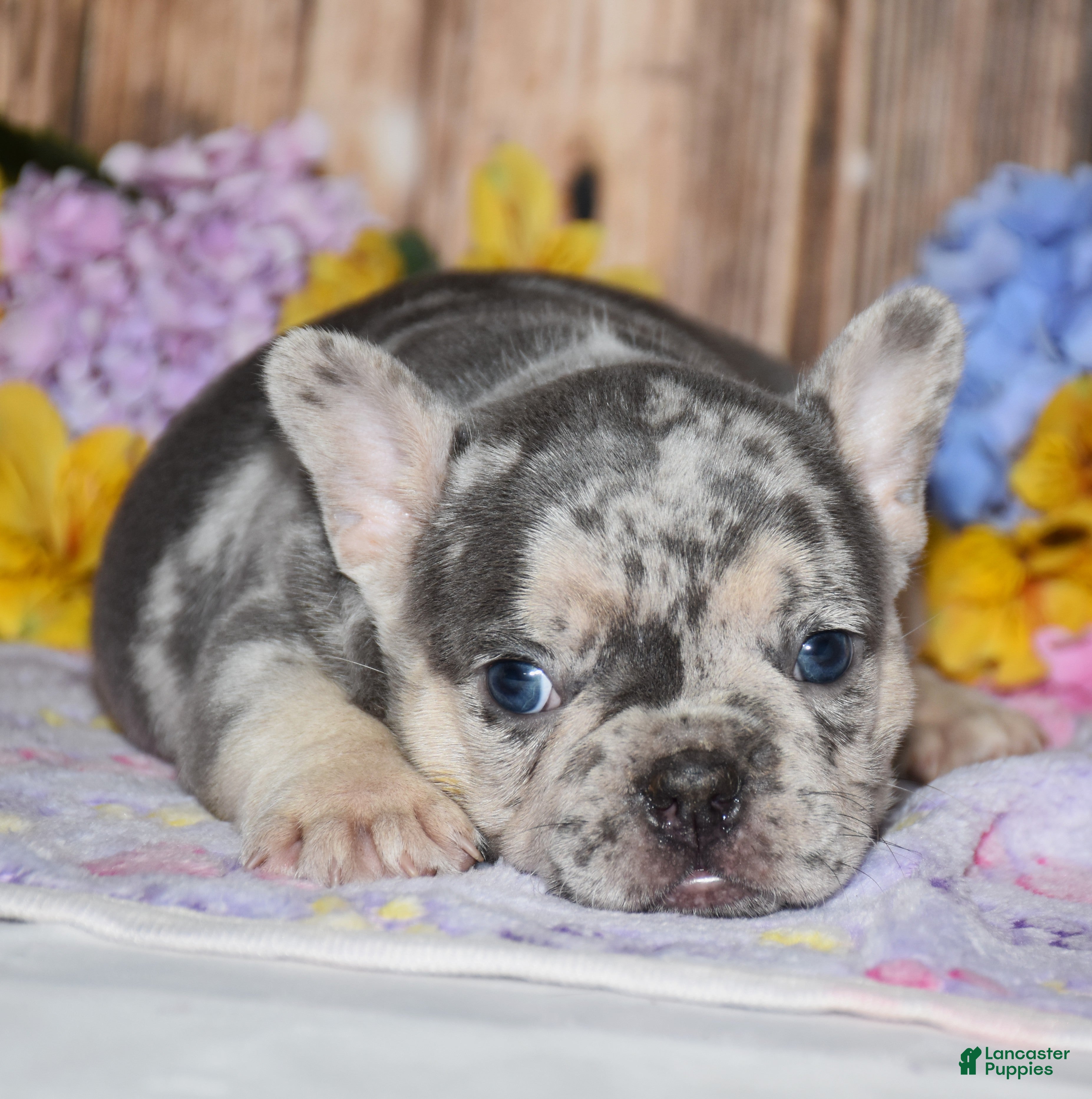 French Bulldog dogs Flash - Ad 2