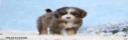 Mini Bernedoodle dogs for sale: Darcy - Ad 6