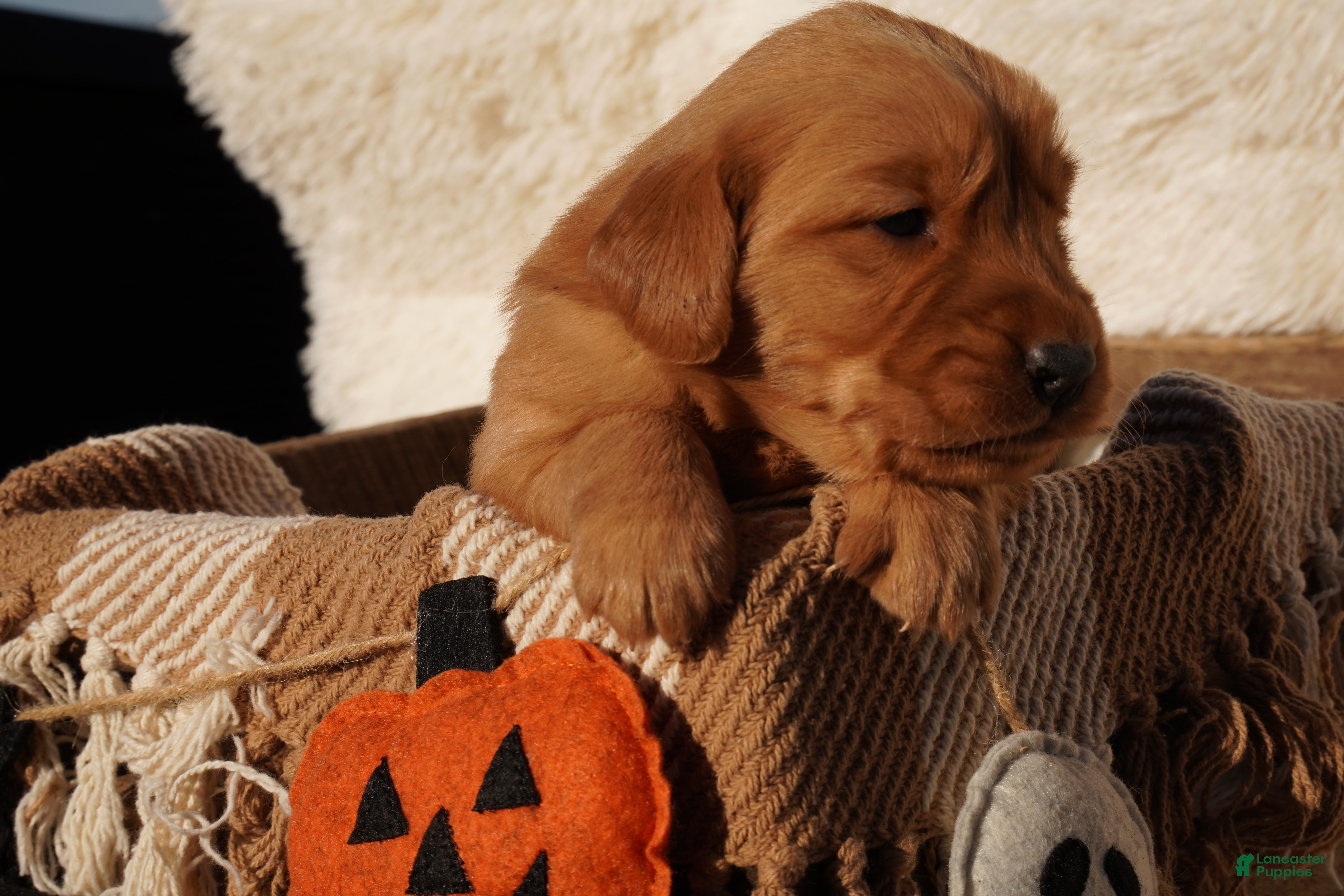 Golden Retriever dogs Max - AKC, Genetically Clear - Ad 2
