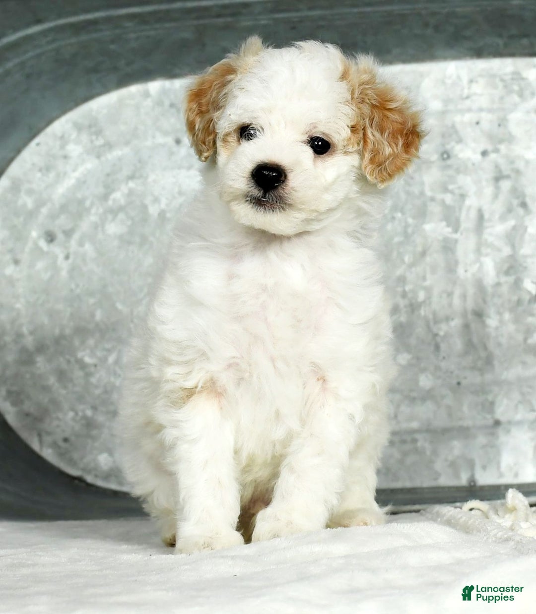 Toy Poodle dogs for sale: Kody Toy - Ad 2
