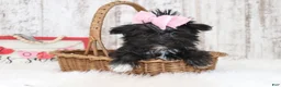 Morkie dogs for sale: Kate  - Ad 2