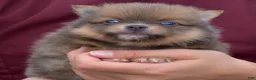 Pomeranian dogs for sale: Sophie - Ad 2