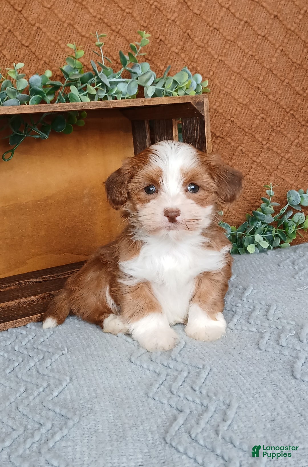 Havanese dogs for sale: Jayce  - Ad 4