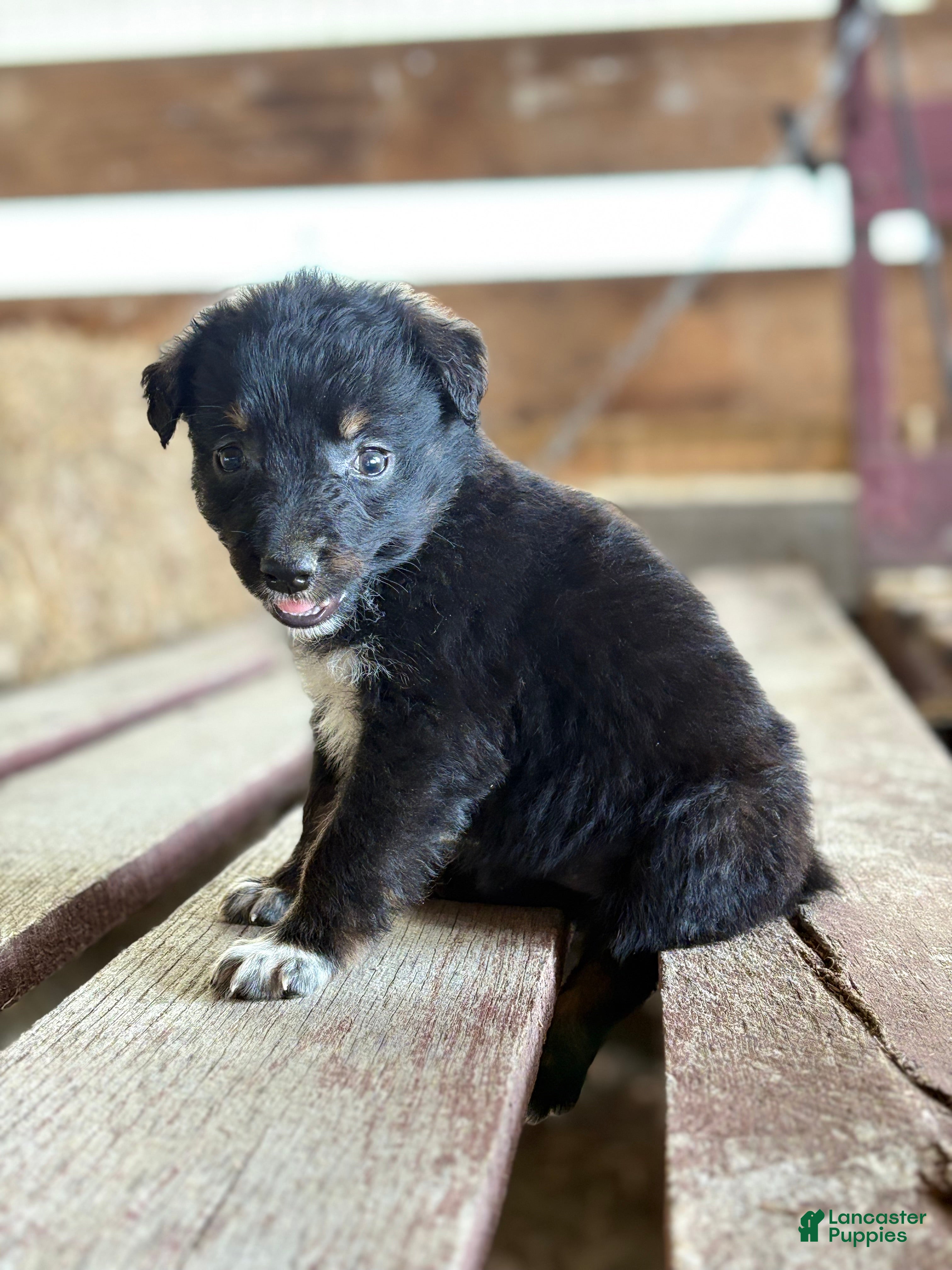 Australian Shepherd dogs Dakotah - Ad 2