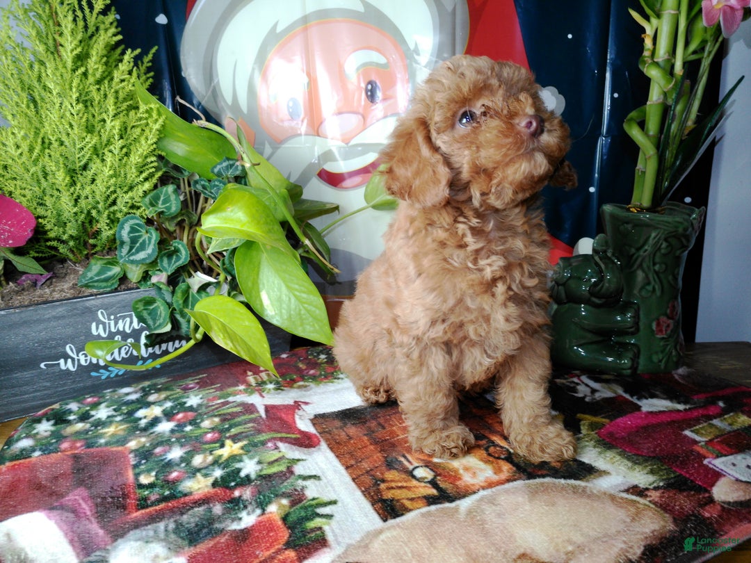 Toy Poodle dogs for sale: Rupert - Ad 1
