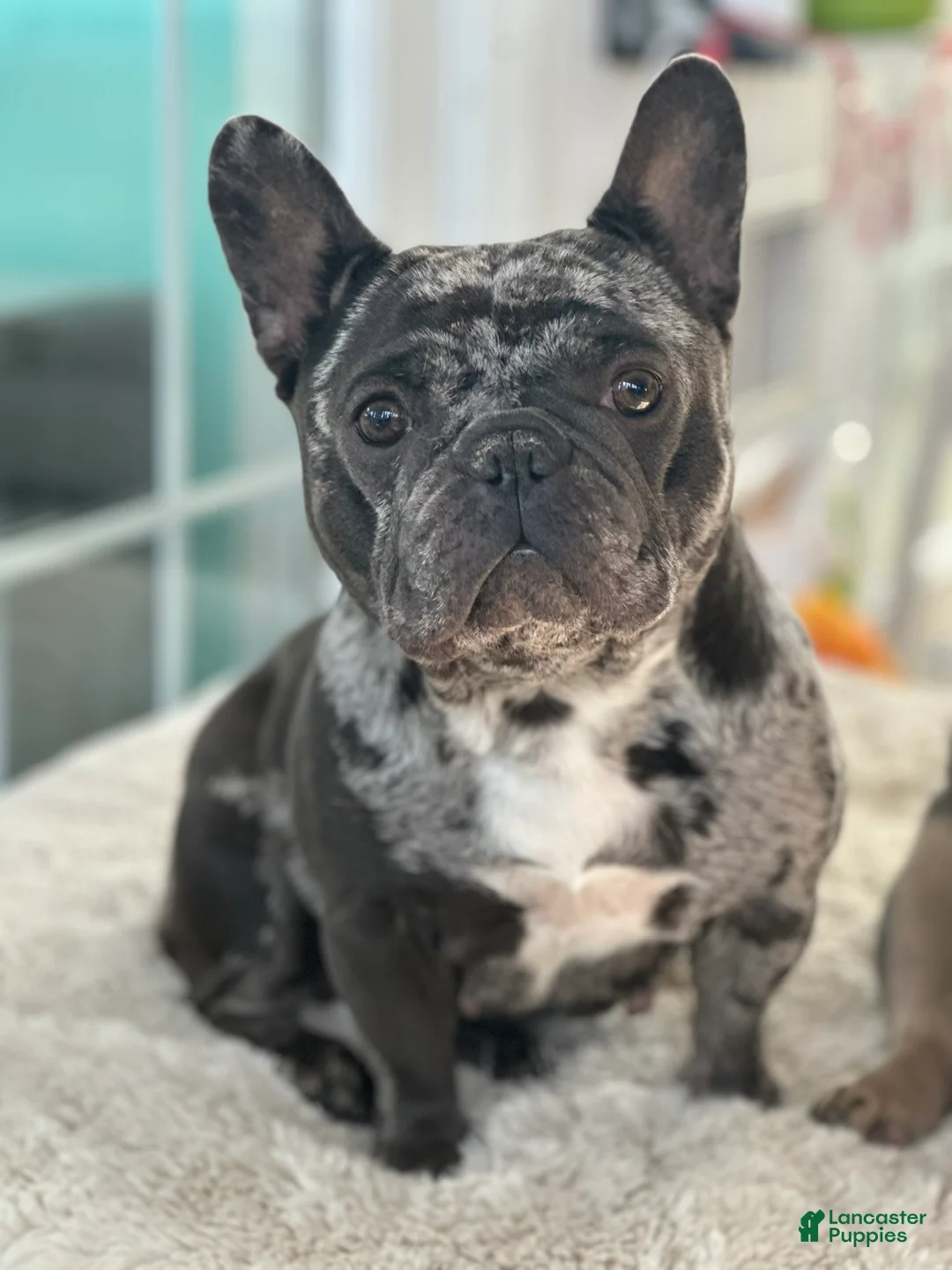 French Bulldog dogs for sale: Giselle - Ad 8
