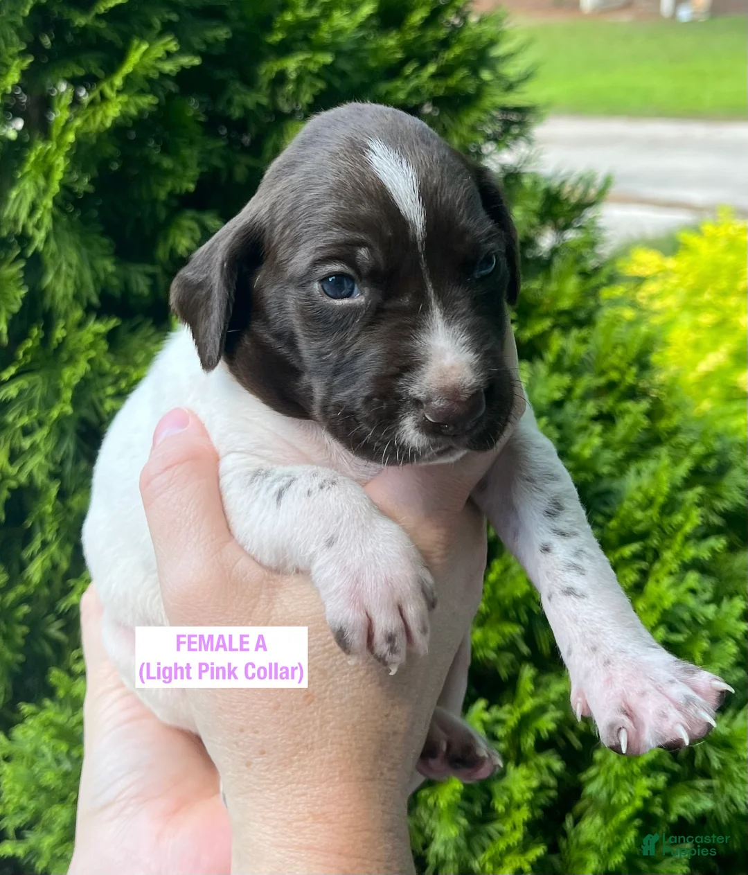 German Shorthaired Pointer dogs for sale: German Shorthaired Pointer (FEMALE A) - Ad 1