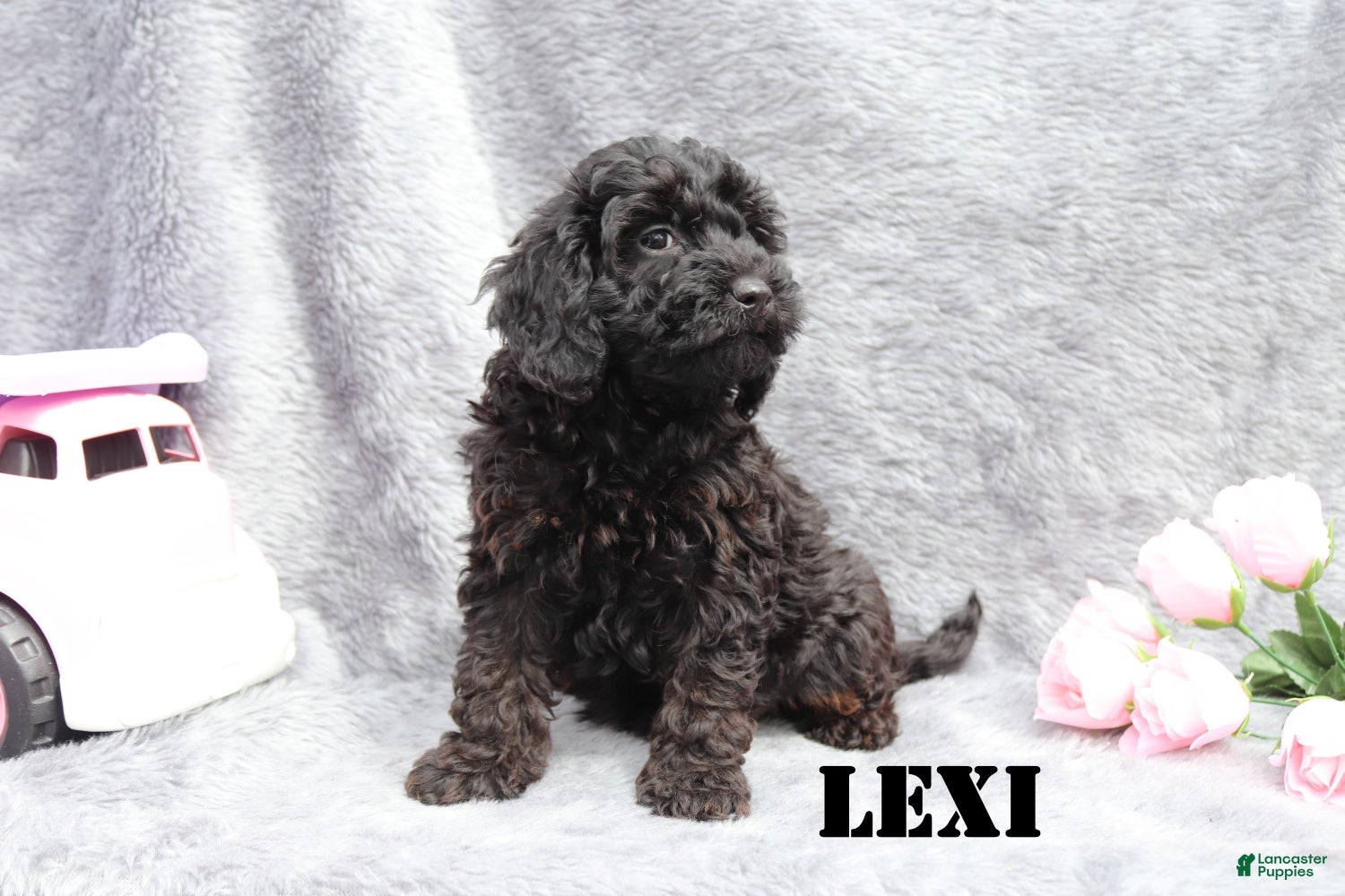 Mini Goldendoodle dogs for sale: Lexi - Ad 6