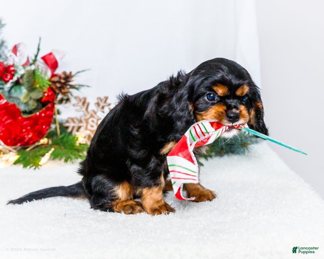 Cavalier King Charles Spaniel dogs for sale: Garland - Ad 11