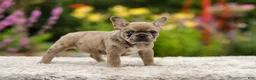 French Bulldog dogs for sale: Gretta - Ad 7