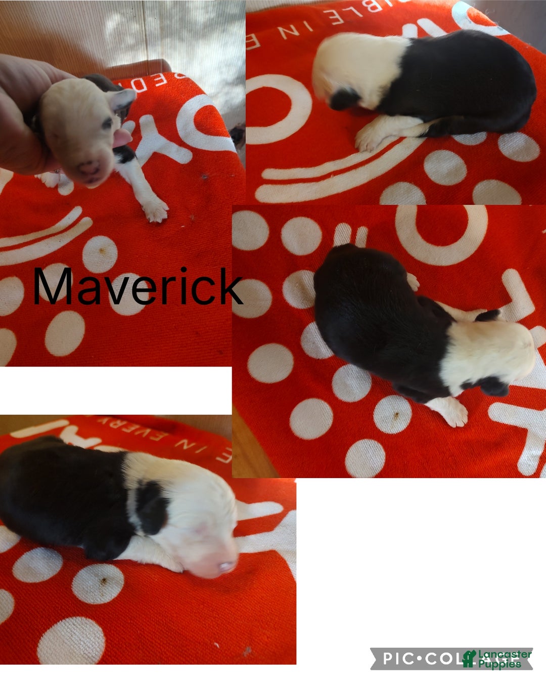 Old English Sheepdog dogs for sale: Old English Sheepdog Puppy 10 - Ad 1