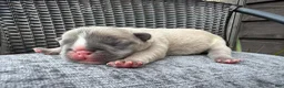 French Bulldog dogs for sale: French Bulldog 2 MALE - Ad 3