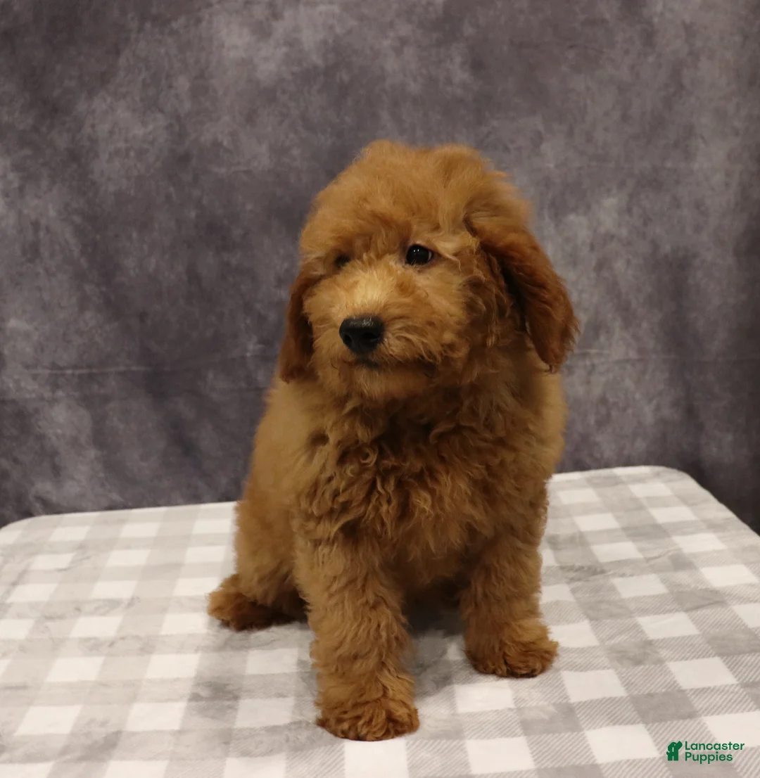Mini Goldendoodle dogs for sale: Maeve - Ad 3