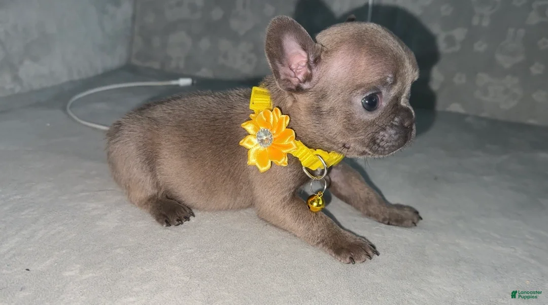 French Bulldog dogs for sale: Tiny - Ad 4