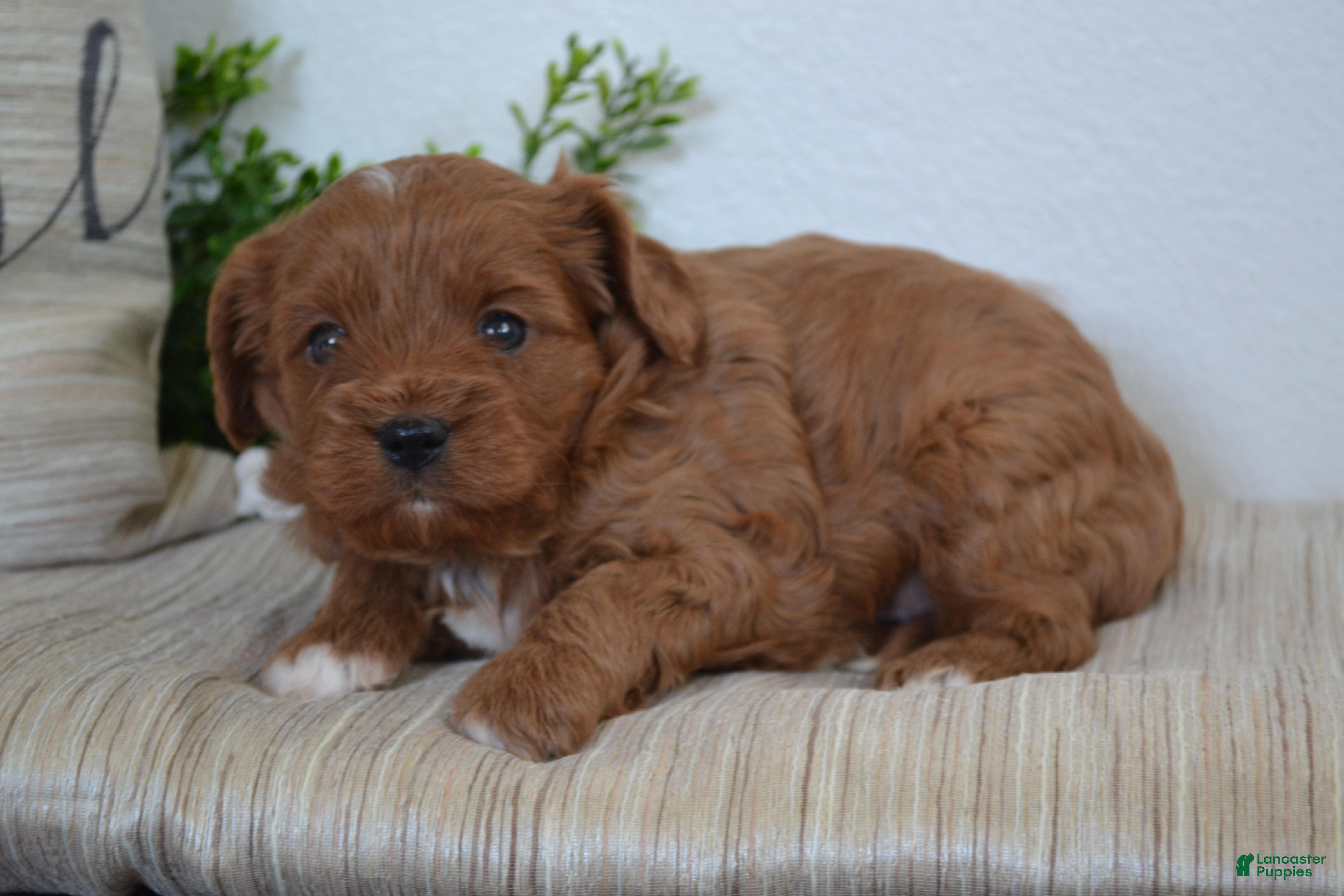 Miniature Poodle dogs Prince - Ad 28