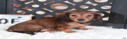 Miniature Dachshund dogs for sale: Miniature Dachshund Puppy Ruby - Ad 5