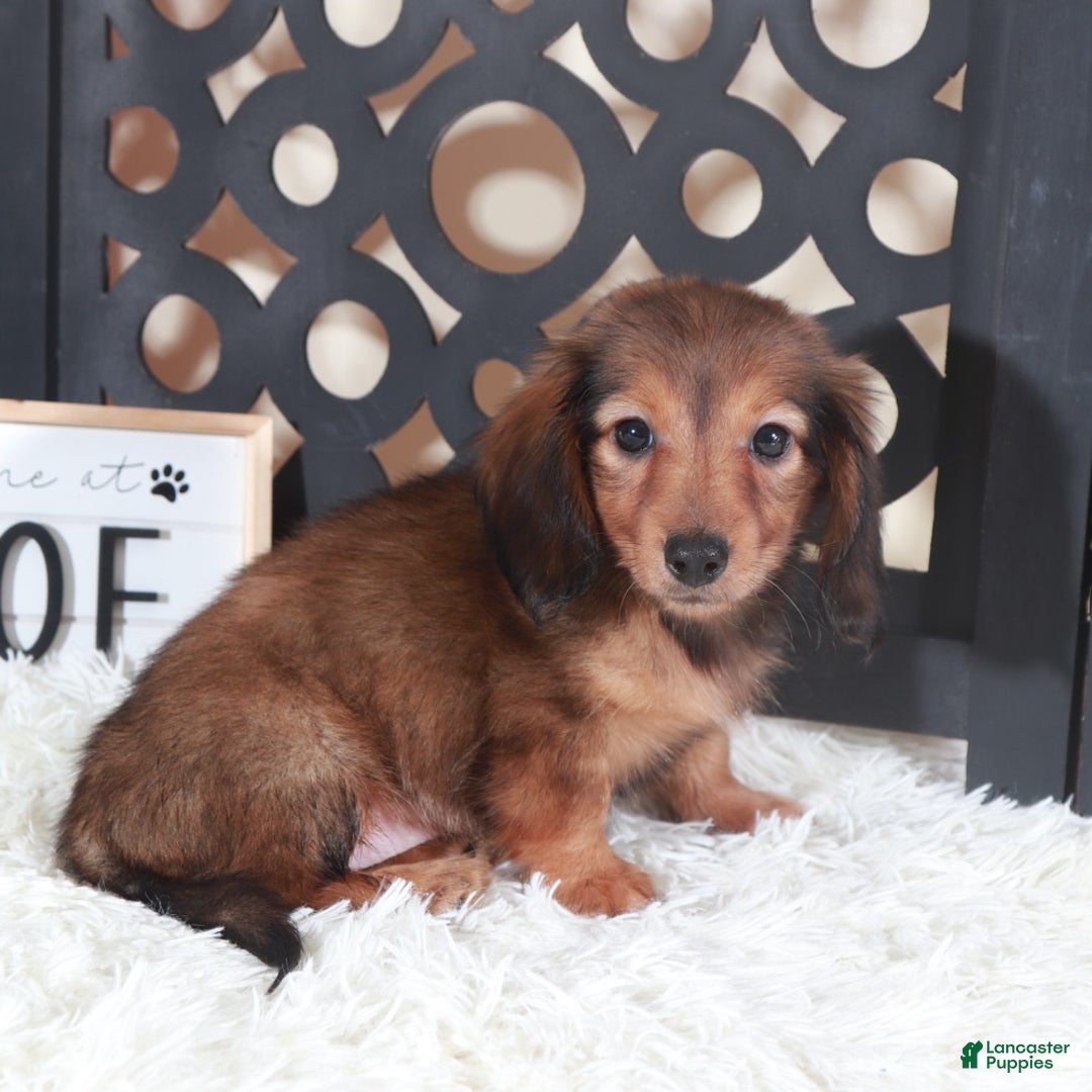 Miniature Dachshund dogs for sale: Miniature Dachshund Puppy Ruby - Ad 5