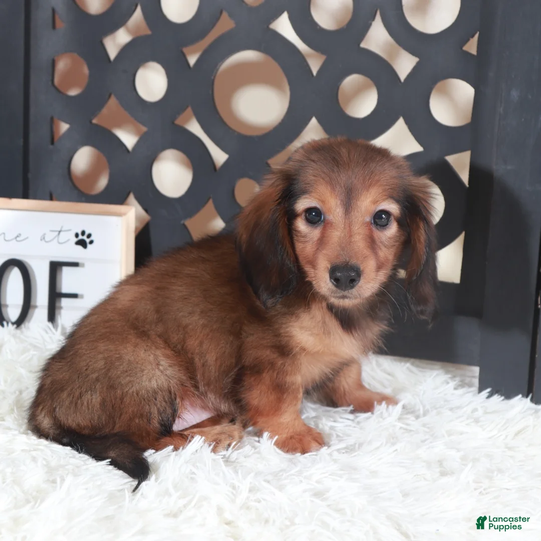 Miniature Dachshund dogs for sale: Miniature Dachshund Puppy Ruby - Ad 5