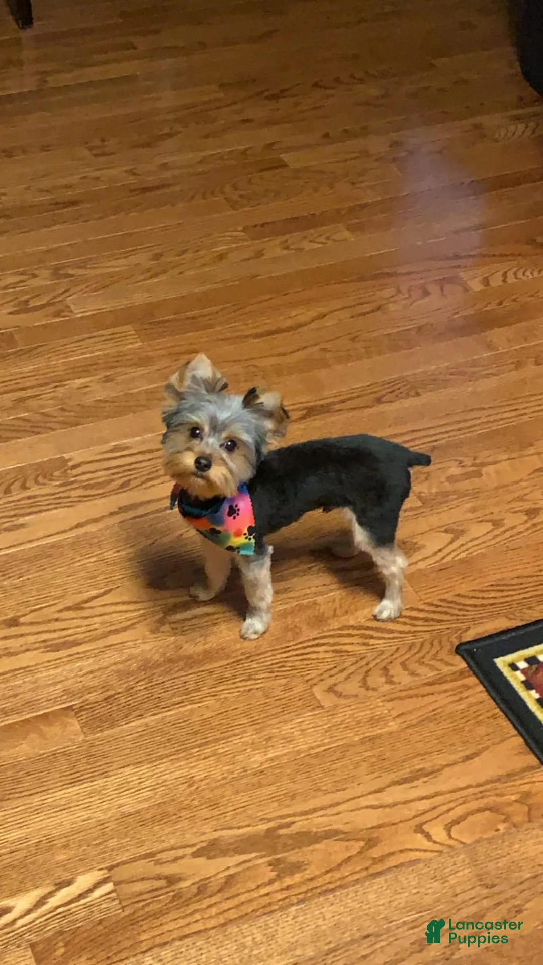 Gallery Image {{count}}