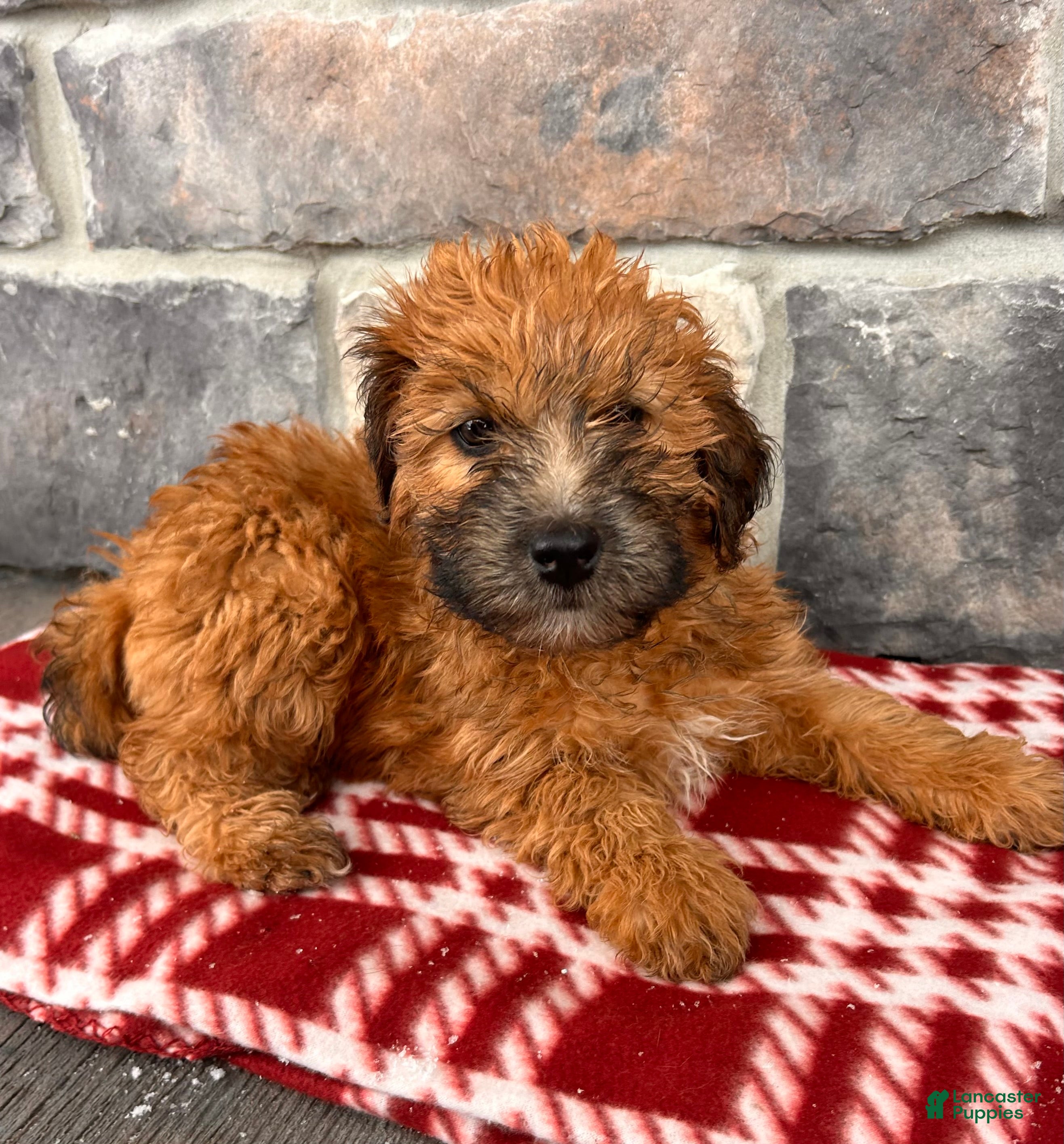 Whoodle dogs Eden - Ad 9