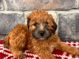 Whoodle dogs Eden - Ad 9