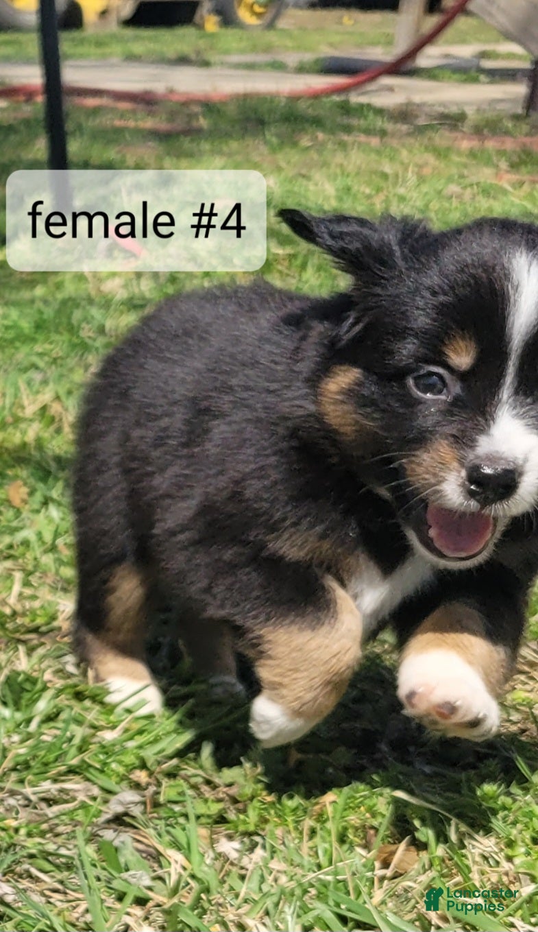 Miniature Australian Shepherd dogs Miniature Australian Shepherd Puppy 5 - Ad 1