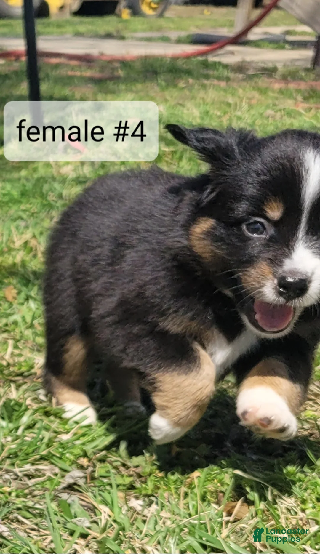 Miniature Australian Shepherd dogs for sale: Miniature Australian Shepherd Puppy 5 - Ad 1