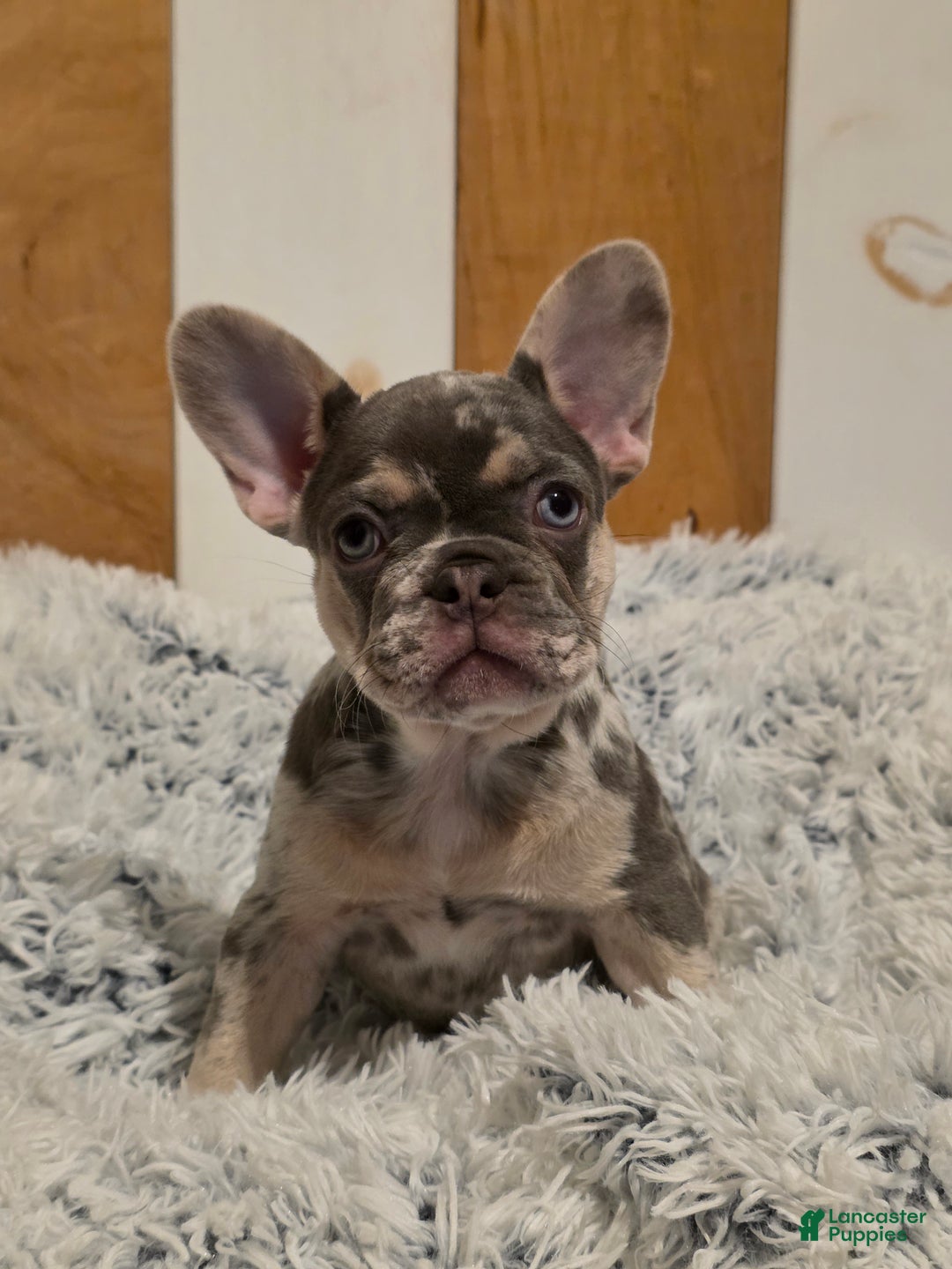French Bulldog dogs for sale: Peppermint Patty - Ad 4