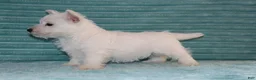 West Highland Terrier dogs for sale: Skye - Ad 3