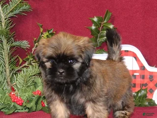 Shih Tzu dogs Brady AKC - Ad 10