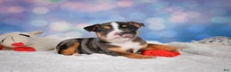 English Bulldog dogs for sale: Mia - Ad 11