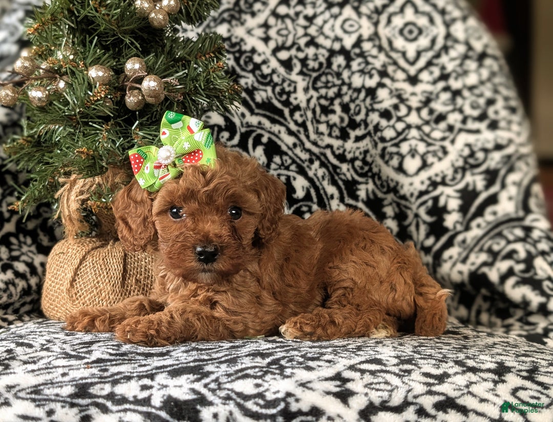 Cavapoo dogs for sale: Camryn Hypoallergenic - Ad 5