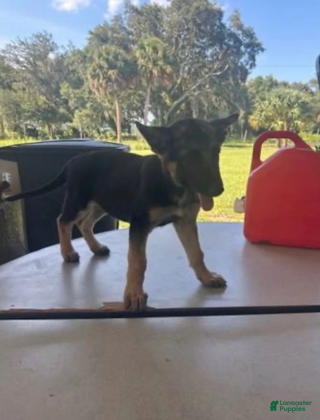German Shepherd dogs for sale: German Shepherd 2 - Ad 1