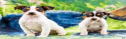 Mixed Breed dogs for sale: Taley - Ad 19