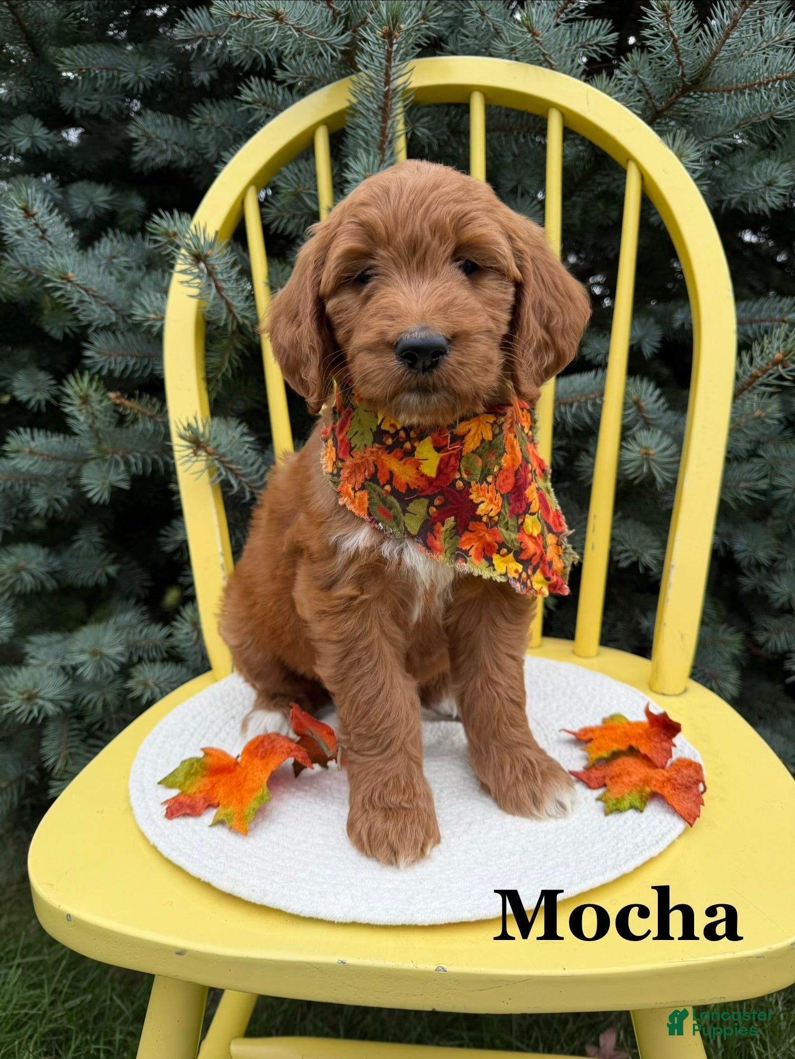 Mocha (Doodle / designer cross, Female) in Woodburn, IN