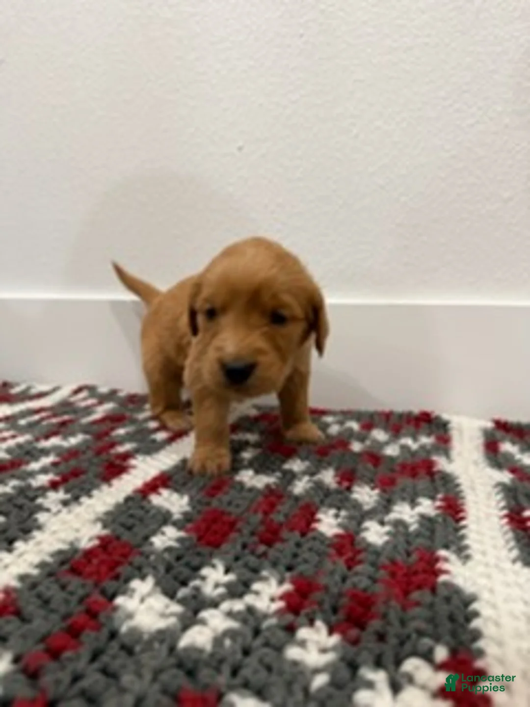 Golden Retriever dogs for sale: Magenta Girl - Ad 1