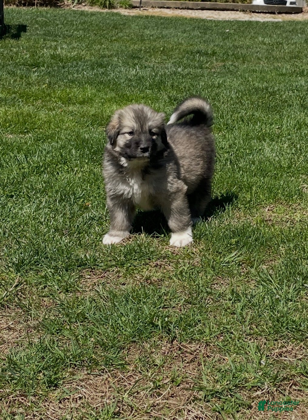 Mixed Breed dogs Ki Ki - Ad 1