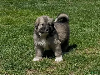 Mixed Breed dogs for sale: Ki Ki - Ad 1