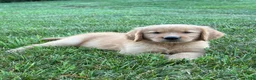 Golden Retriever dogs for sale: Cooper - Ad 5