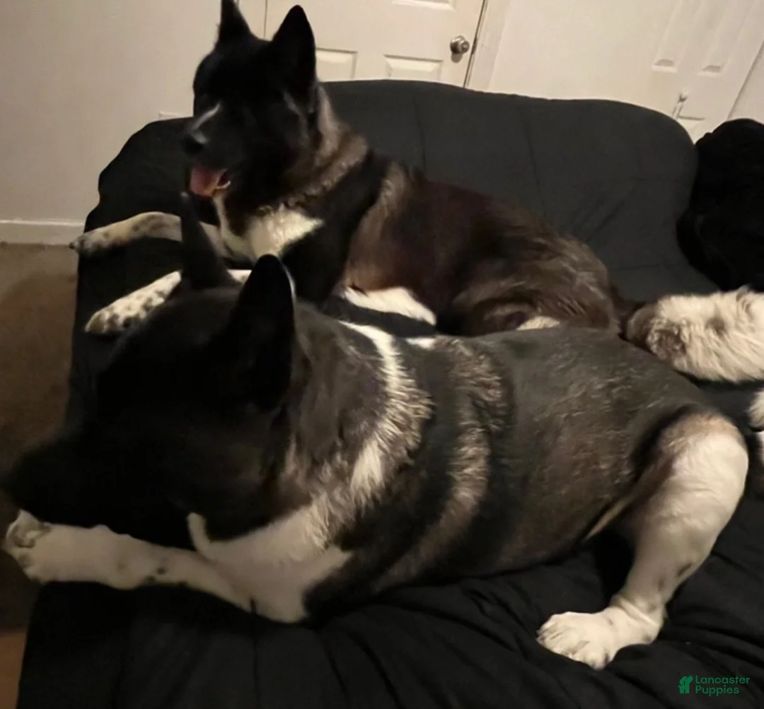 Akita dogs for sale: Happy - Ad 2