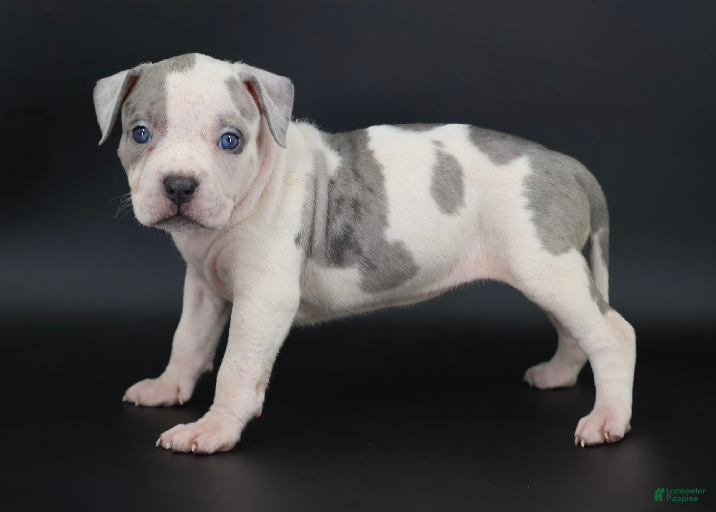 American Bully dogs for sale: Azalea - Ad 2
