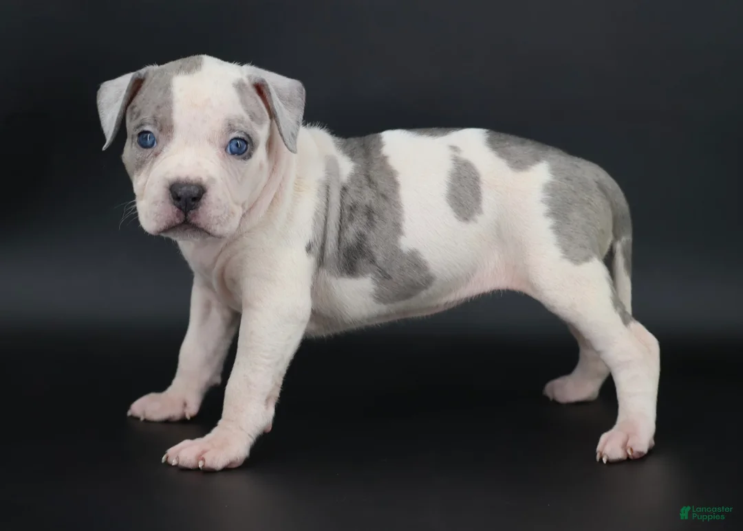 American Bully dogs for sale: Azalea - Ad 1
