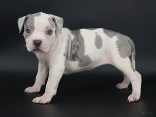 American Bully dogs for sale: Azalea - Ad 2