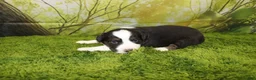 Miniature Australian Shepherd dogs for sale: Liberty - Ad 11