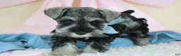 Miniature Schnauzer dogs for sale: Robbie | Miniature Schnauzer  - Ad 2