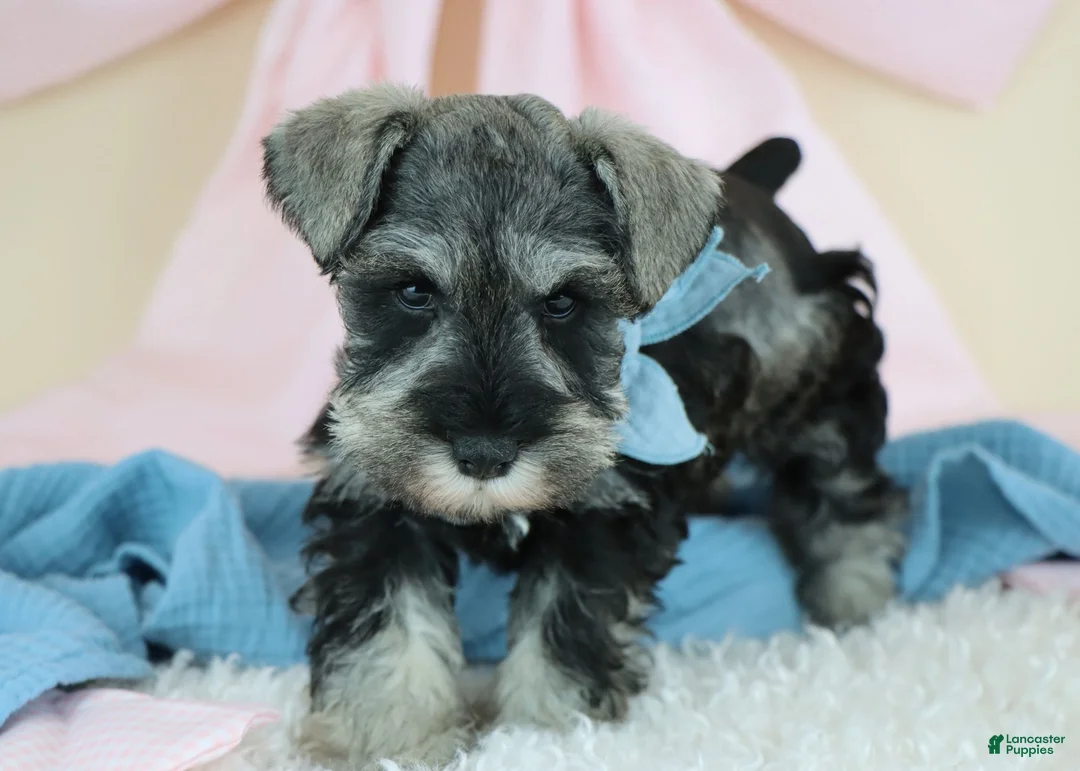 Miniature Schnauzer dogs for sale: Robbie | Miniature Schnauzer  - Ad 2